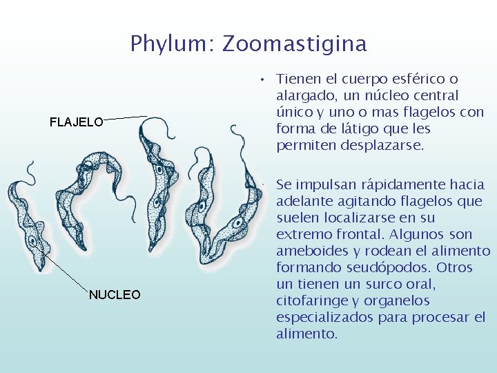 Phylum: Zoomastigina FLAJELO NUCLEO • Tienen el cuerpo esférico o alargado, un núcleo central