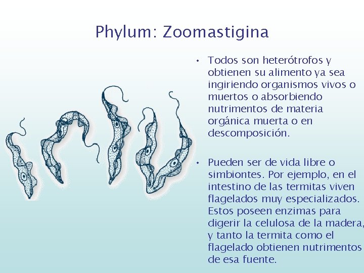 Phylum: Zoomastigina • Todos son heterótrofos y obtienen su alimento ya sea ingiriendo organismos