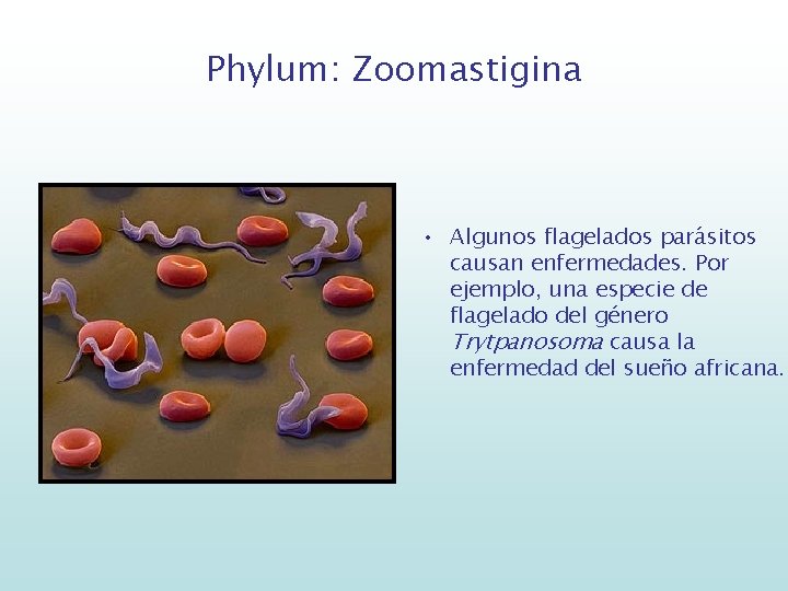 Phylum: Zoomastigina • Algunos flagelados parásitos causan enfermedades. Por ejemplo, una especie de flagelado