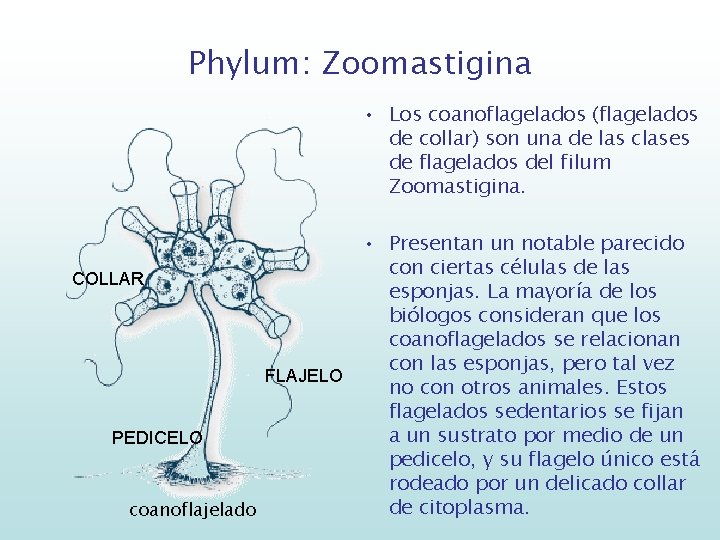 Phylum: Zoomastigina • Los coanoflagelados (flagelados de collar) son una de las clases de