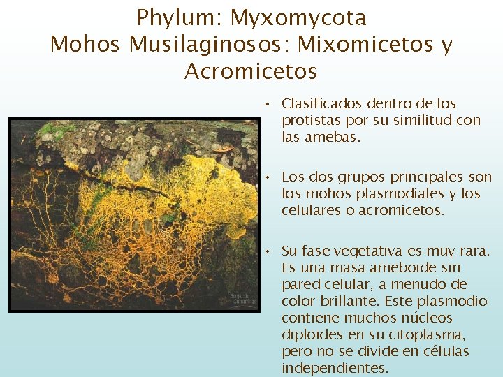 Phylum: Myxomycota Mohos Musilaginosos: Mixomicetos y Acromicetos • Clasificados dentro de los protistas por