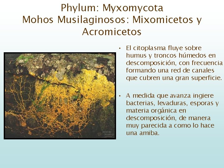 Phylum: Myxomycota Mohos Musilaginosos: Mixomicetos y Acromicetos • El citoplasma fluye sobre humus y