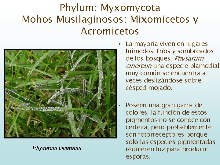 Phylum: Myxomycota Mohos Musilaginosos: Mixomicetos y Acromicetos • La mayoría viven en lugares húmedos,