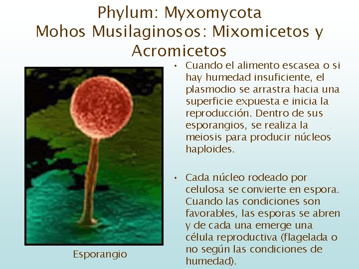 Phylum: Myxomycota Mohos Musilaginosos: Mixomicetos y Acromicetos • Cuando el alimento escasea o si