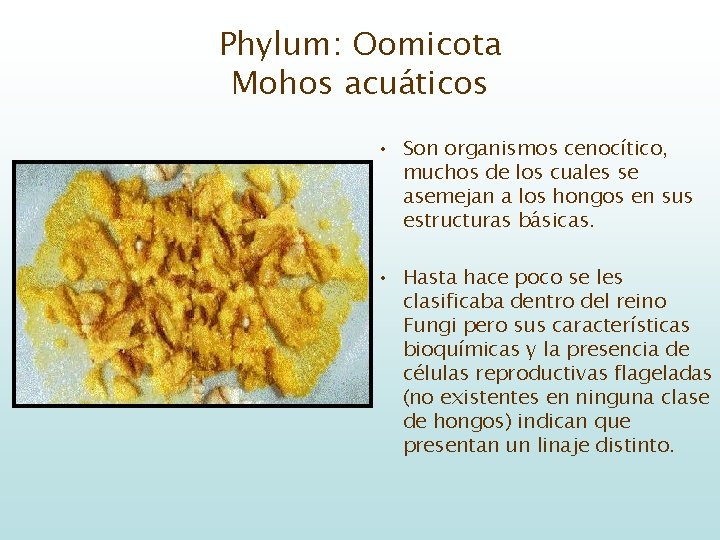 Phylum: Oomicota Mohos acuáticos • Son organismos cenocítico, muchos de los cuales se asemejan