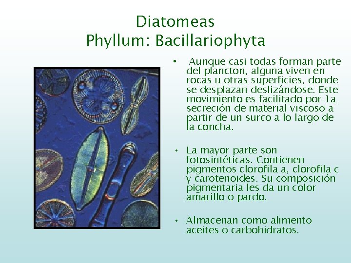 Diatomeas Phyllum: Bacillariophyta • Aunque casi todas forman parte del plancton, alguna viven en