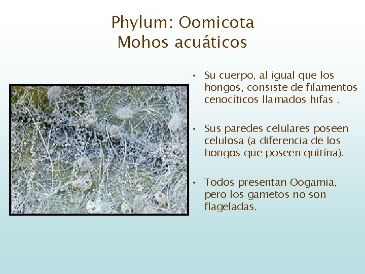 Phylum: Oomicota Mohos acuáticos • Su cuerpo, al igual que los hongos, consiste de