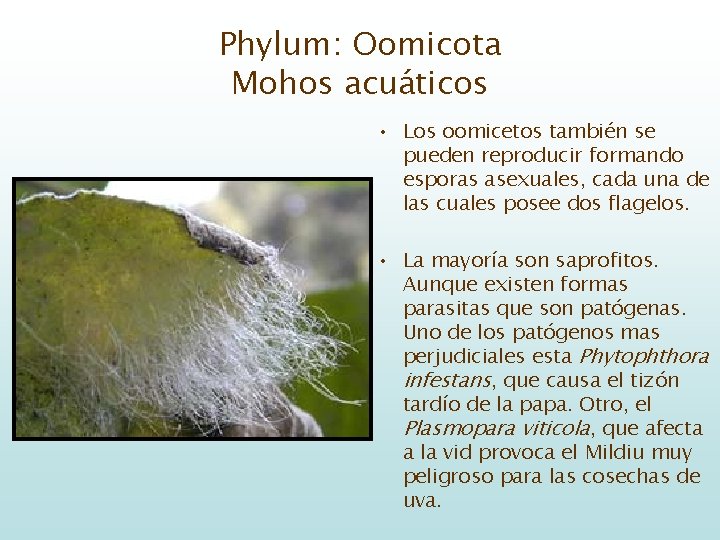 Phylum: Oomicota Mohos acuáticos • Los oomicetos también se pueden reproducir formando esporas asexuales,