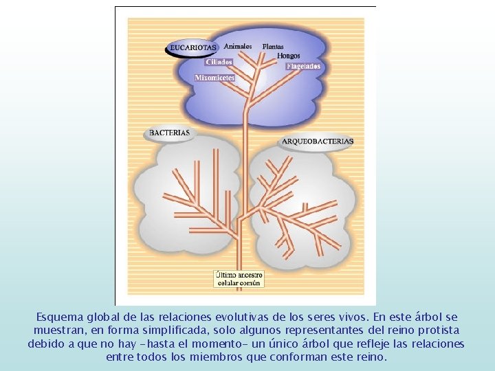 Esquema global de las relaciones evolutivas de los seres vivos. En este árbol se