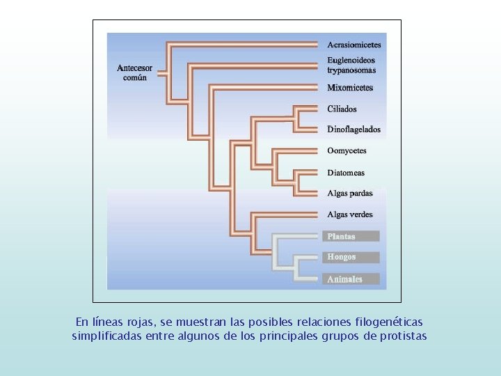 En líneas rojas, se muestran las posibles relaciones filogenéticas simplificadas entre algunos de los