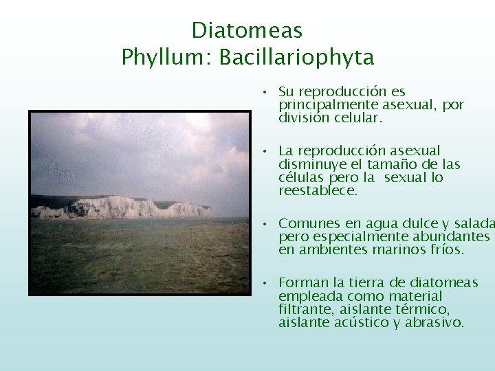 Diatomeas Phyllum: Bacillariophyta • Su reproducción es principalmente asexual, por división celular. • La