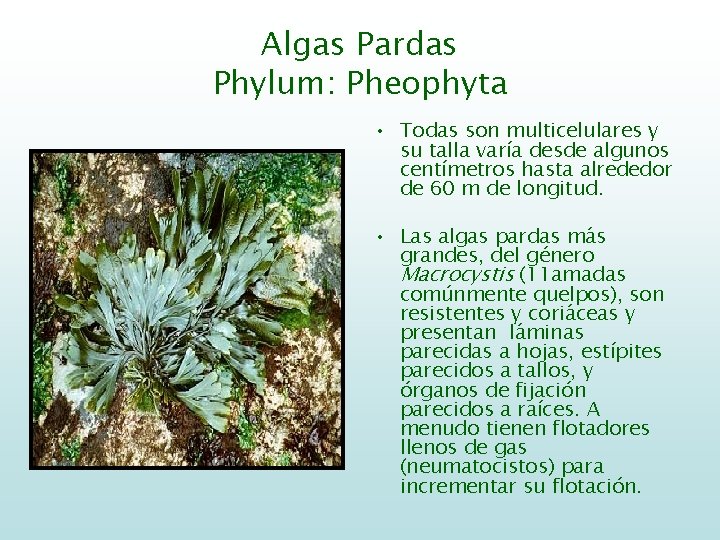 Algas Pardas Phylum: Pheophyta • Todas son multicelulares y su talla varía desde algunos