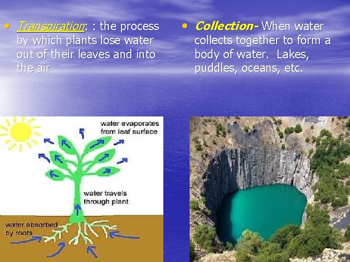  • Transpiration: : the process by which plants lose water out of their