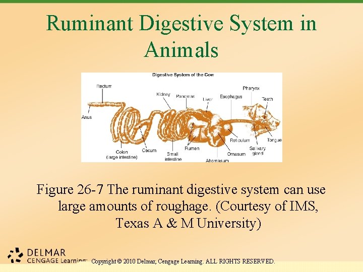 Ruminant Digestive System in Animals Figure 26 -7 The ruminant digestive system can use