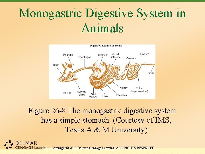 Monogastric Digestive System in Animals Figure 26 -8 The monogastric digestive system has a