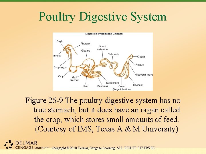 Poultry Digestive System Figure 26 -9 The poultry digestive system has no true stomach,