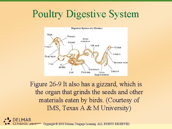 Poultry Digestive System Figure 26 -9 It also has a gizzard, which is the