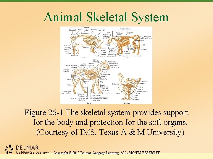 Animal Skeletal System Figure 26 -1 The skeletal system provides support for the body
