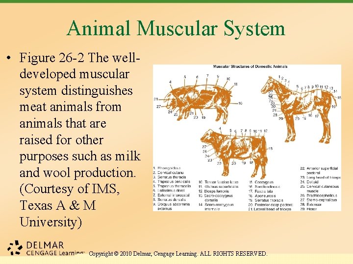 Animal Muscular System • Figure 26 -2 The welldeveloped muscular system distinguishes meat animals
