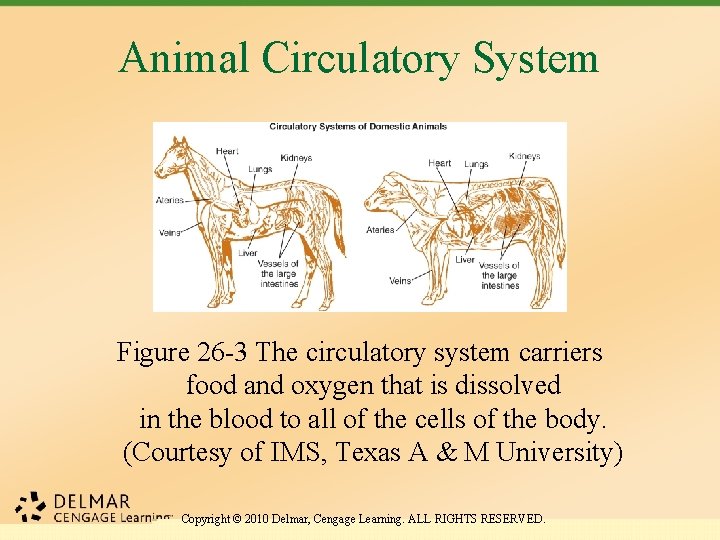 Animal Circulatory System Figure 26 -3 The circulatory system carriers food and oxygen that