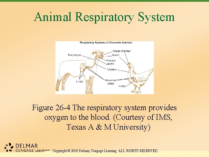 Animal Respiratory System Figure 26 -4 The respiratory system provides oxygen to the blood.