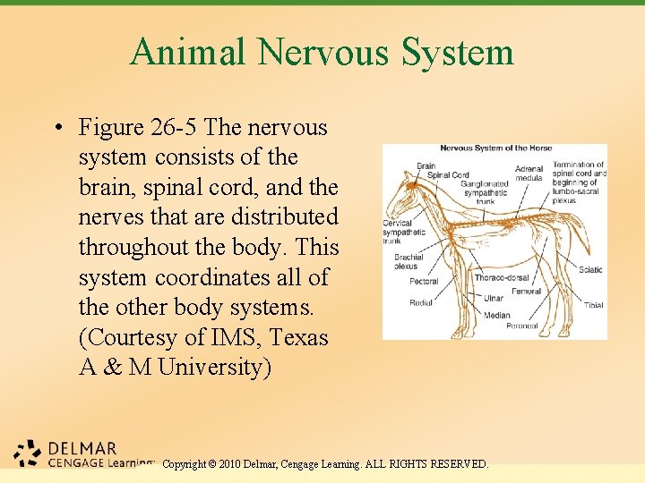 Animal Nervous System • Figure 26 -5 The nervous system consists of the brain,