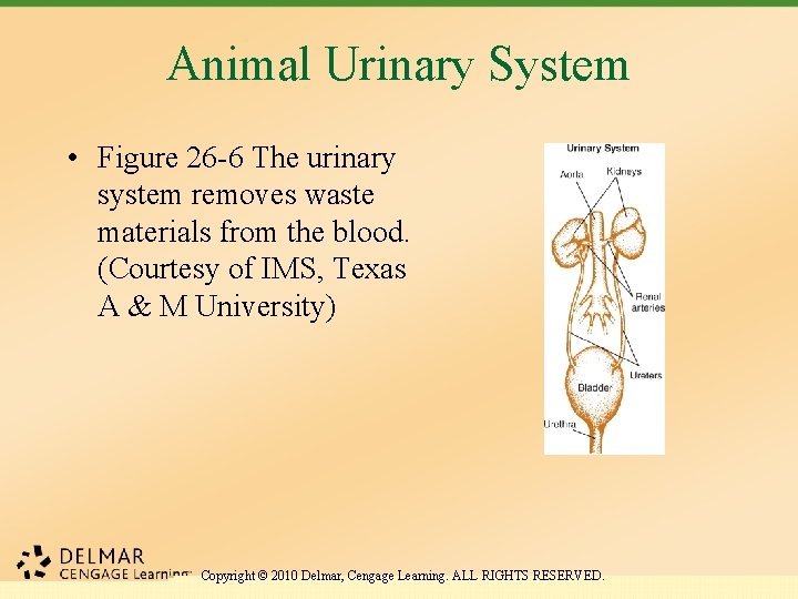 Animal Urinary System • Figure 26 -6 The urinary system removes waste materials from