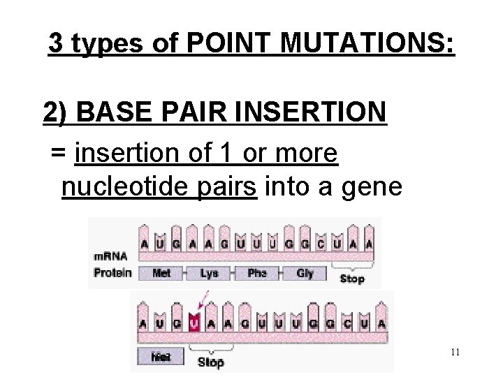 3 types of POINT MUTATIONS: 2) BASE PAIR INSERTION = insertion of 1 or