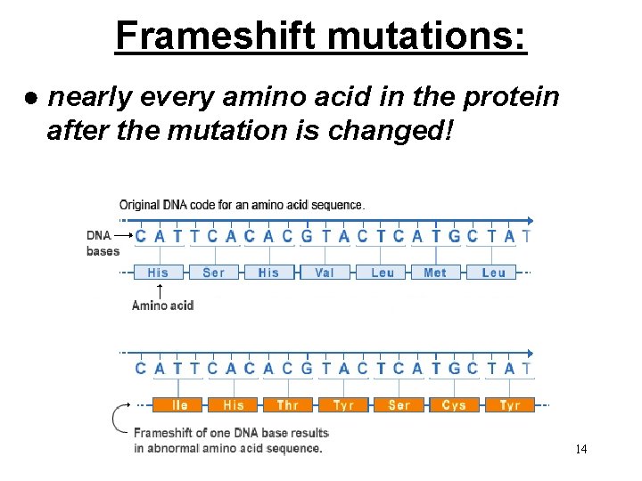 Frameshift mutations: ● nearly every amino acid in the protein after the mutation is