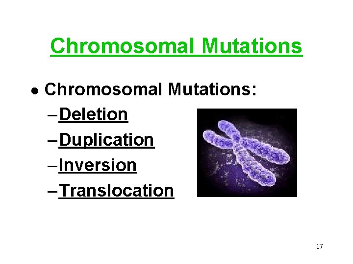 Chromosomal Mutations ● Chromosomal Mutations: – Deletion – Duplication – Inversion – Translocation 17