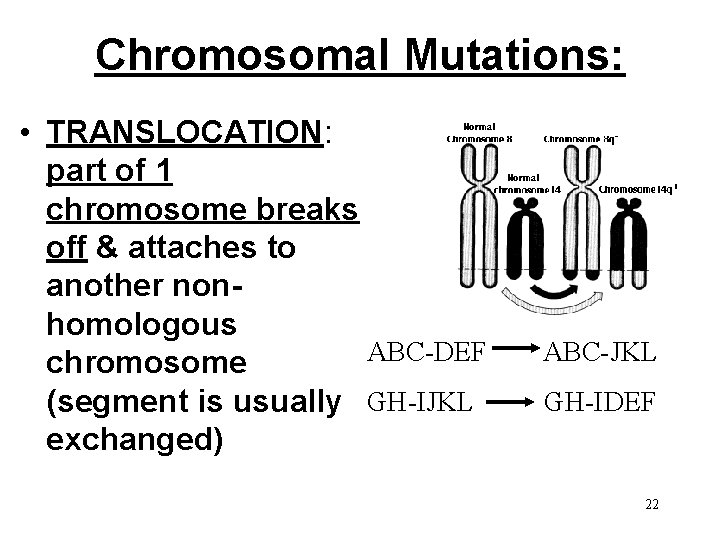 Chromosomal Mutations: • TRANSLOCATION: part of 1 chromosome breaks off & attaches to another