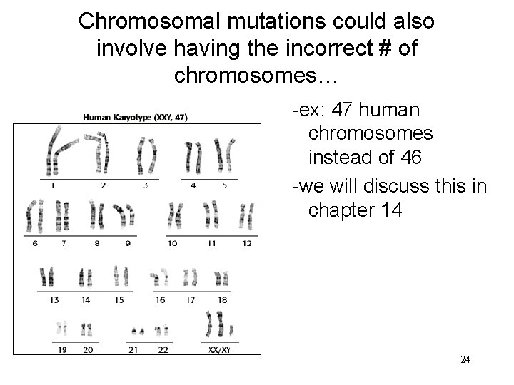 Chromosomal mutations could also involve having the incorrect # of chromosomes… -ex: 47 human