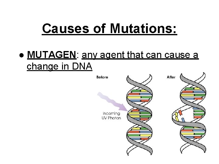 Causes of Mutations: ● MUTAGEN: any agent that can cause a change in DNA