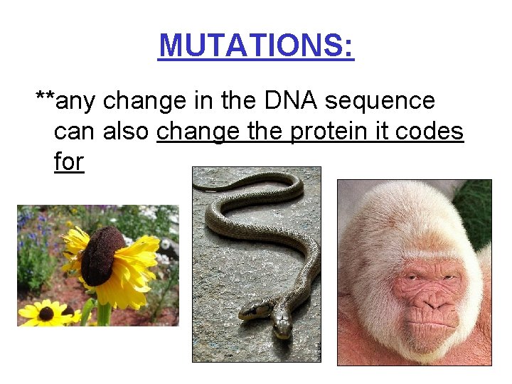 MUTATIONS: **any change in the DNA sequence can also change the protein it codes