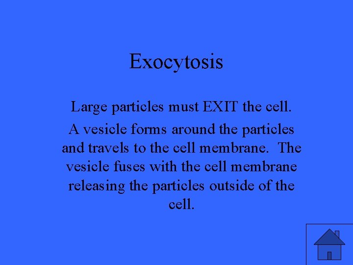 Exocytosis Large particles must EXIT the cell. A vesicle forms around the particles and