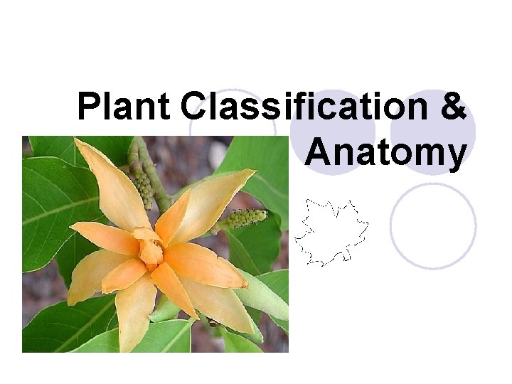 Plant Classification & Anatomy 