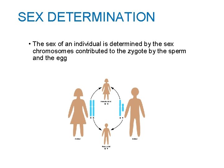 SEX DETERMINATION • The sex of an individual is determined by the sex chromosomes