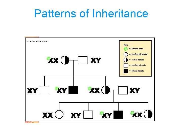 Patterns of Inheritance 