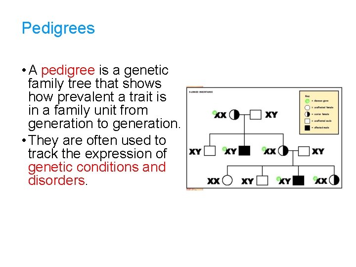 Pedigrees • A pedigree is a genetic family tree that shows how prevalent a