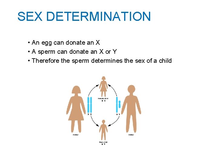 SEX DETERMINATION • An egg can donate an X • A sperm can donate