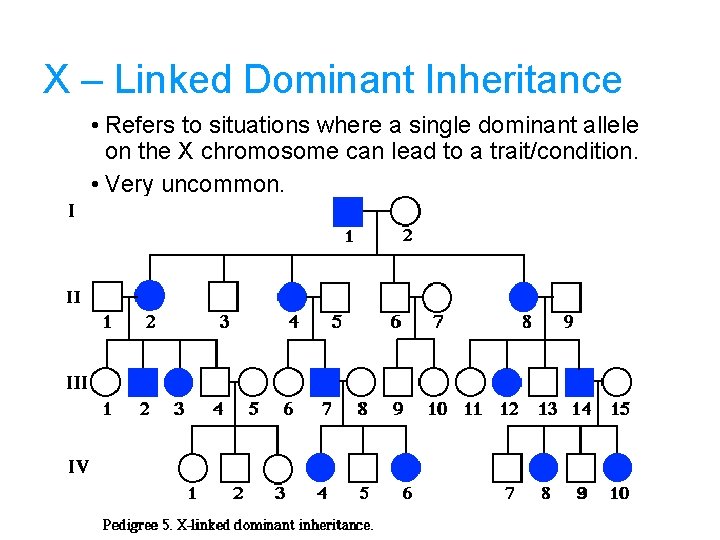 X – Linked Dominant Inheritance • Refers to situations where a single dominant allele