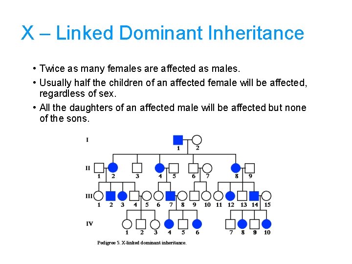 X – Linked Dominant Inheritance • Twice as many females are affected as males.