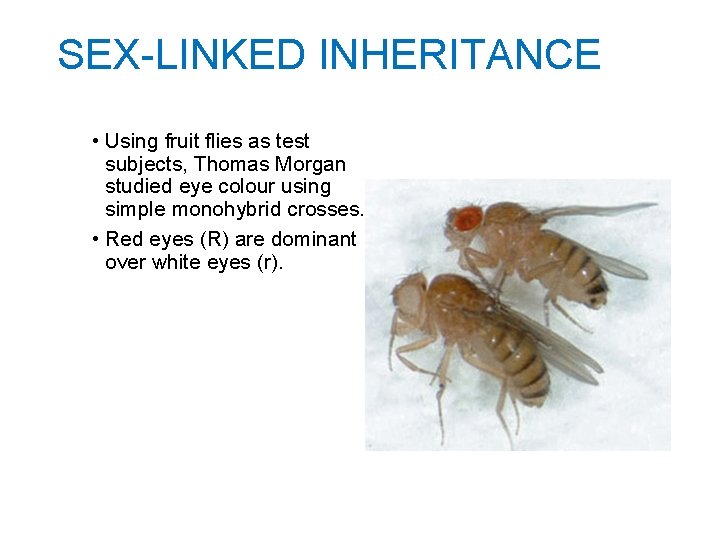 SEX-LINKED INHERITANCE • Using fruit flies as test subjects, Thomas Morgan studied eye colour