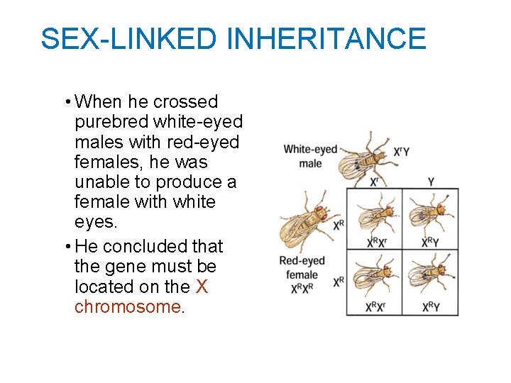 SEX-LINKED INHERITANCE • When he crossed purebred white-eyed males with red-eyed females, he was