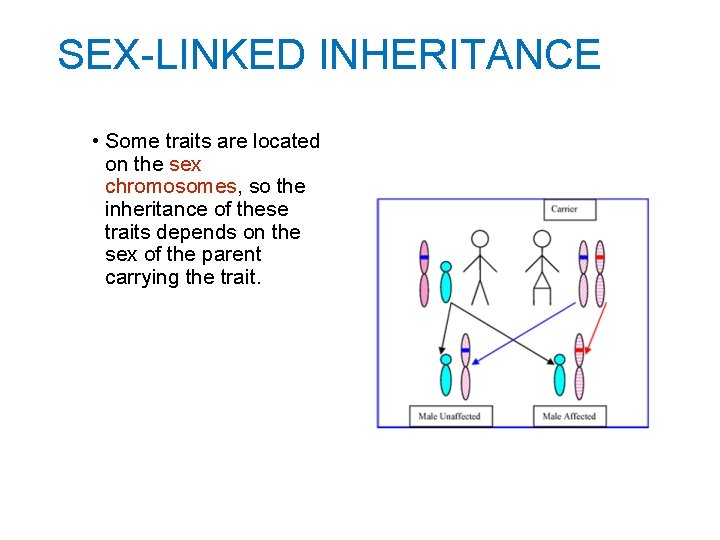 SEX-LINKED INHERITANCE • Some traits are located on the sex chromosomes, so the inheritance