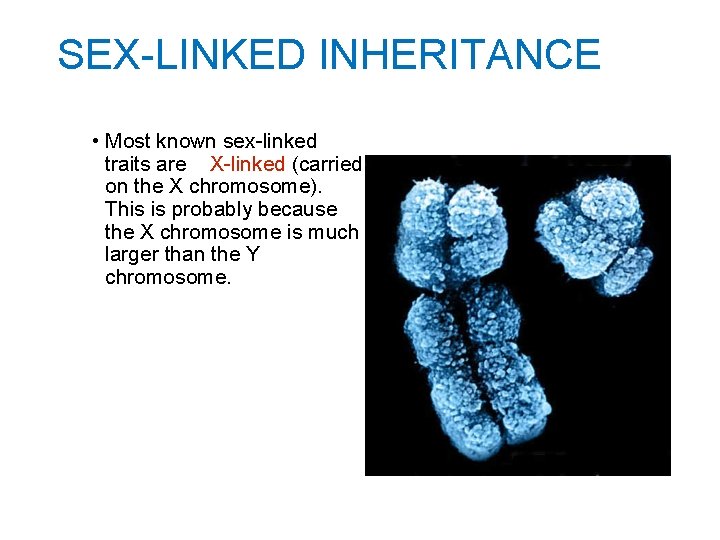 SEX-LINKED INHERITANCE • Most known sex-linked traits are X-linked (carried on the X chromosome).