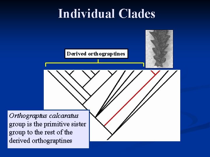 Individual Clades Derived orthograptines Orthograptus calcaratus group is the primitive sister group to the