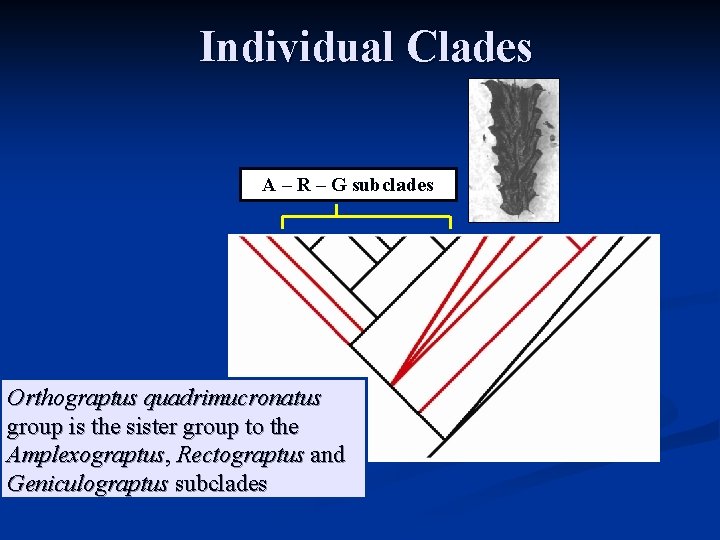 Individual Clades A – R – G subclades Orthograptus quadrimucronatus group is the sister
