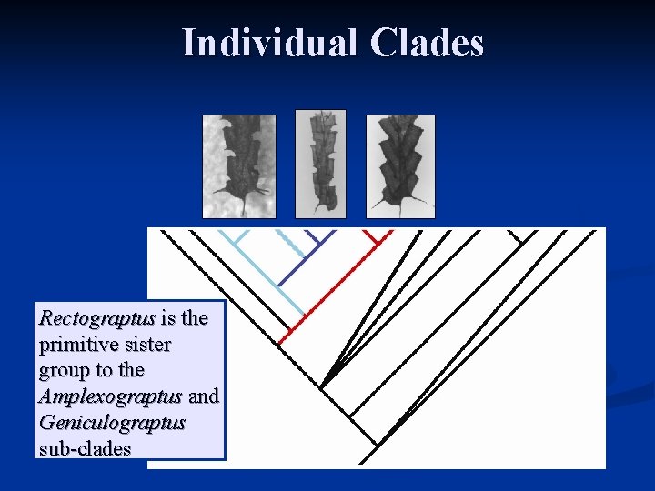 Individual Clades Rectograptus is the primitive sister group to the Amplexograptus and Geniculograptus sub-clades