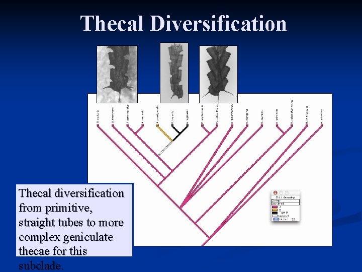 Thecal Diversification Thecal diversification from primitive, straight tubes to more complex geniculate thecae for